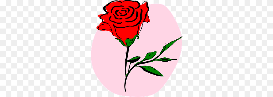 Rose Flower, Plant Png Image