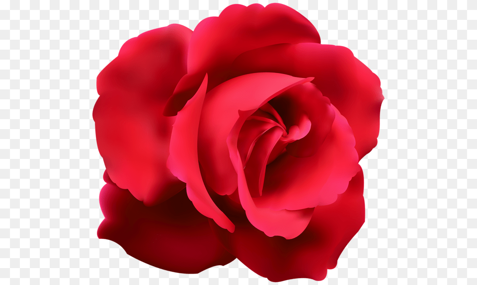 Rose, Flower, Plant, Petal Free Png Download