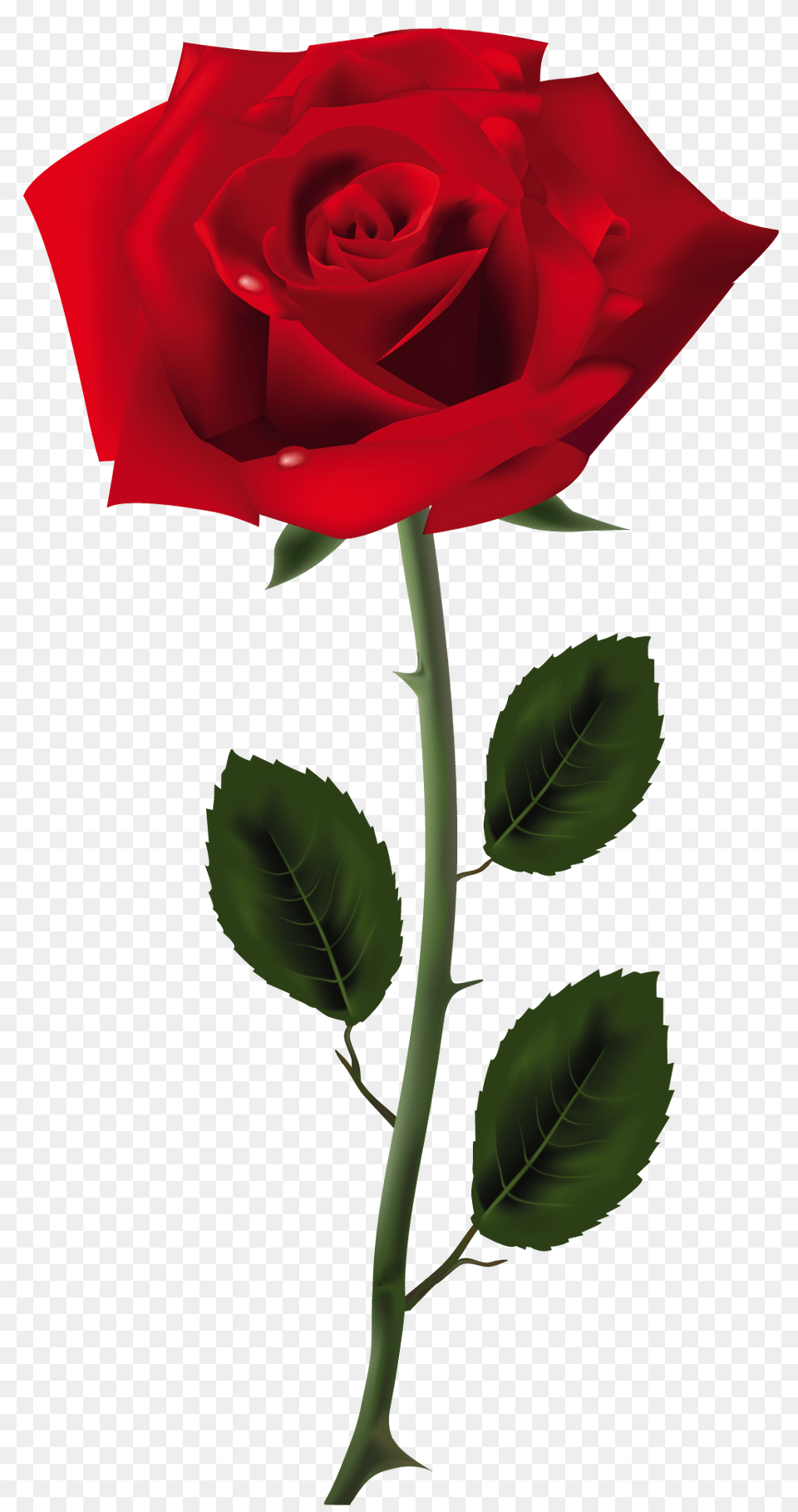 Rose, Flower, Plant, Person Png