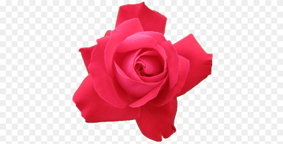 Rose, Flower, Plant, Petal Png Image