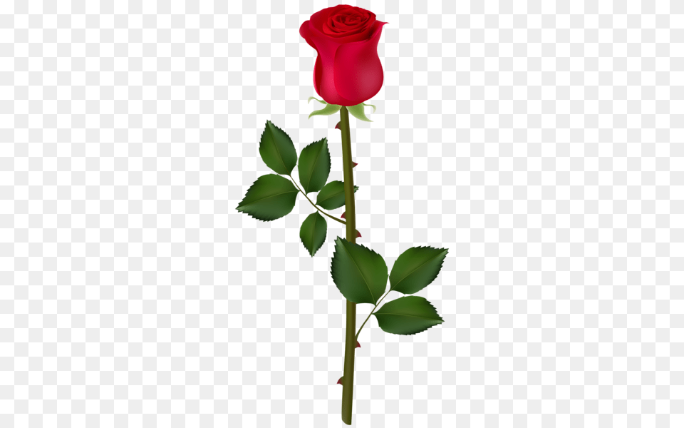 Rose, Flower, Plant Png