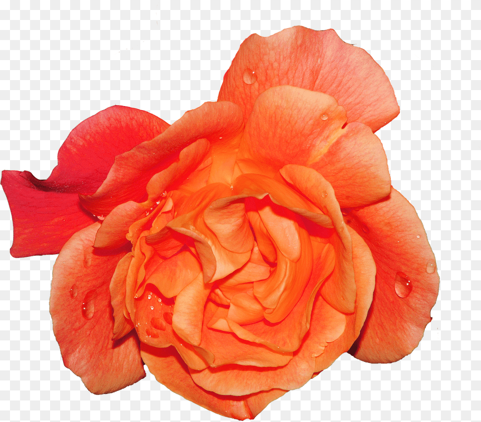 Rose, Flower, Petal, Plant Free Png Download