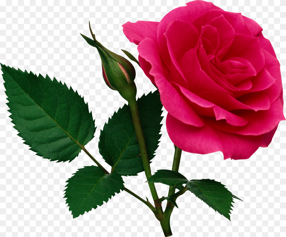 Rose, Flower, Plant Free Transparent Png