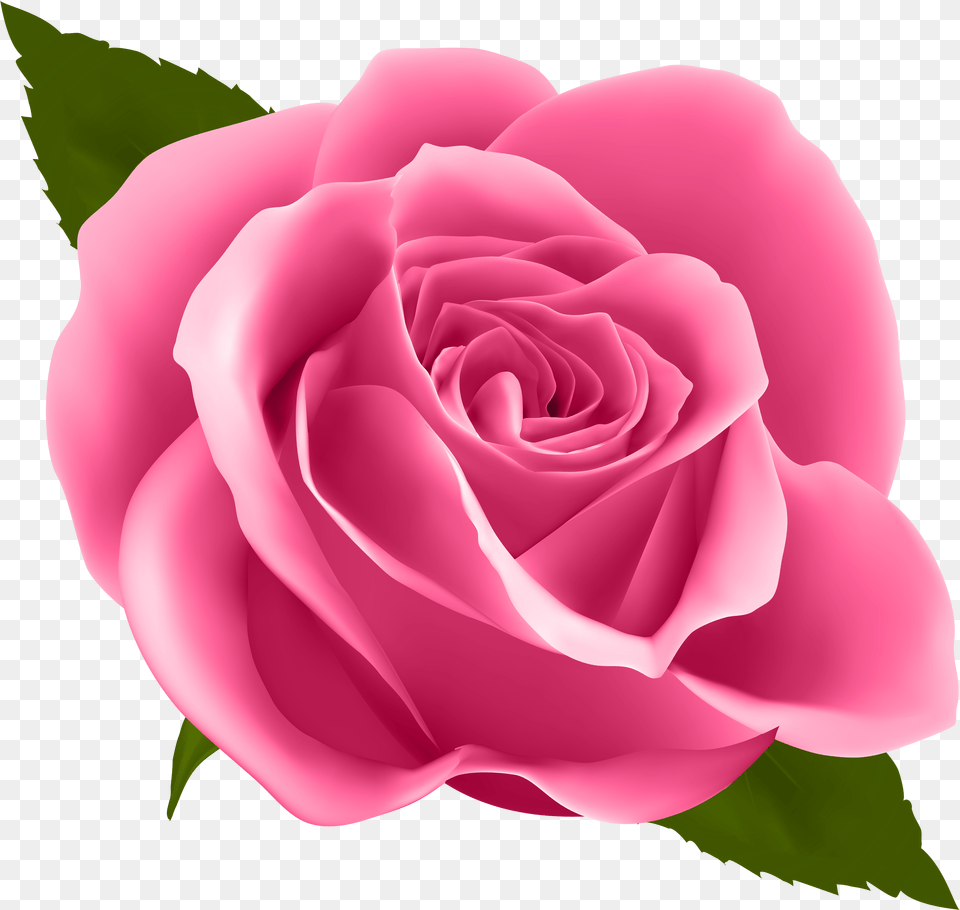 Rose Png
