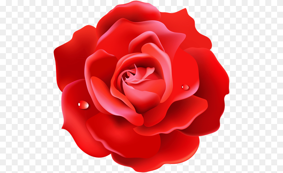 Rose, Flower, Petal, Plant Png
