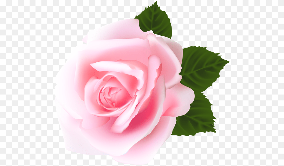 Rose, Flower, Plant, Petal Png Image
