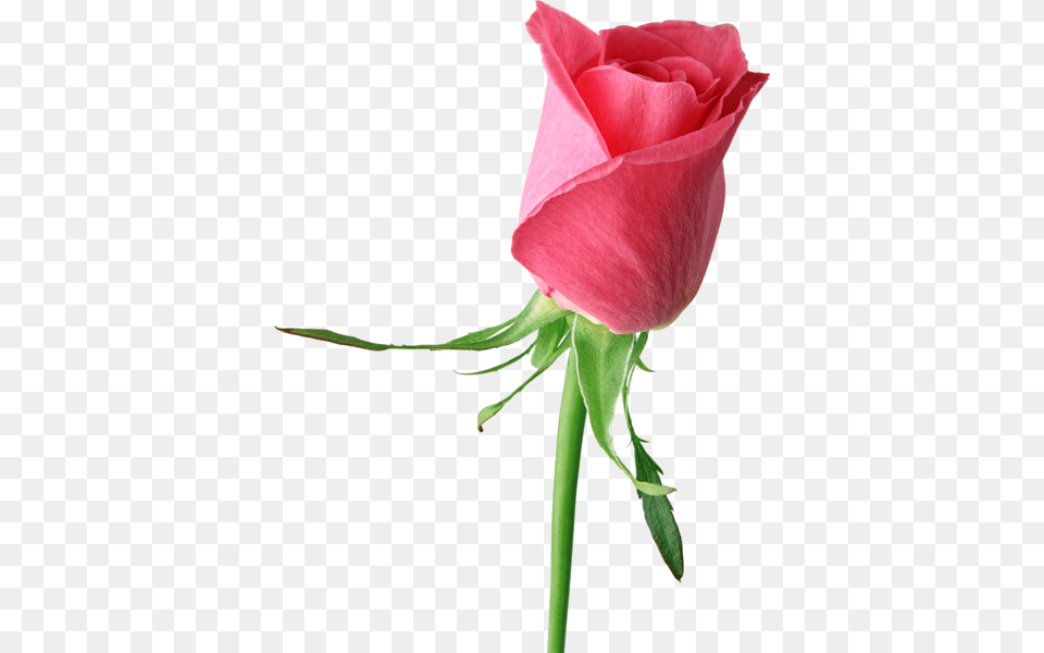 Rose, Flower, Plant Png Image