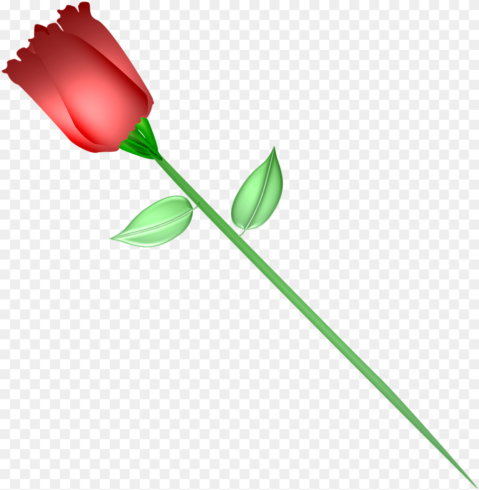 Rose, Flower, Plant, Petal, Tulip Free Transparent Png