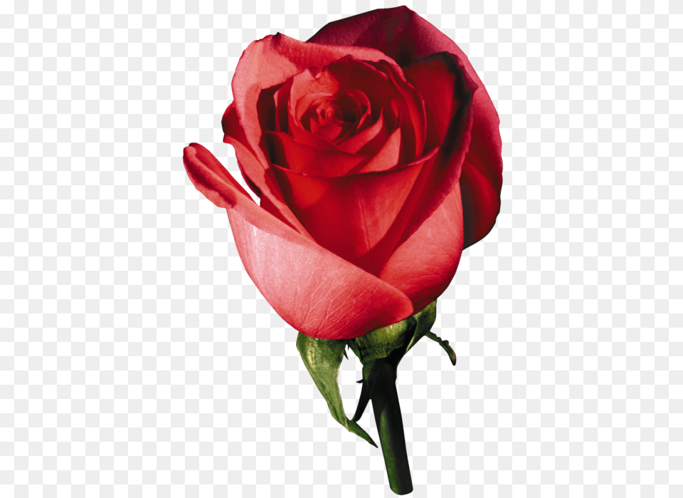 Rose, Flower, Plant Png Image