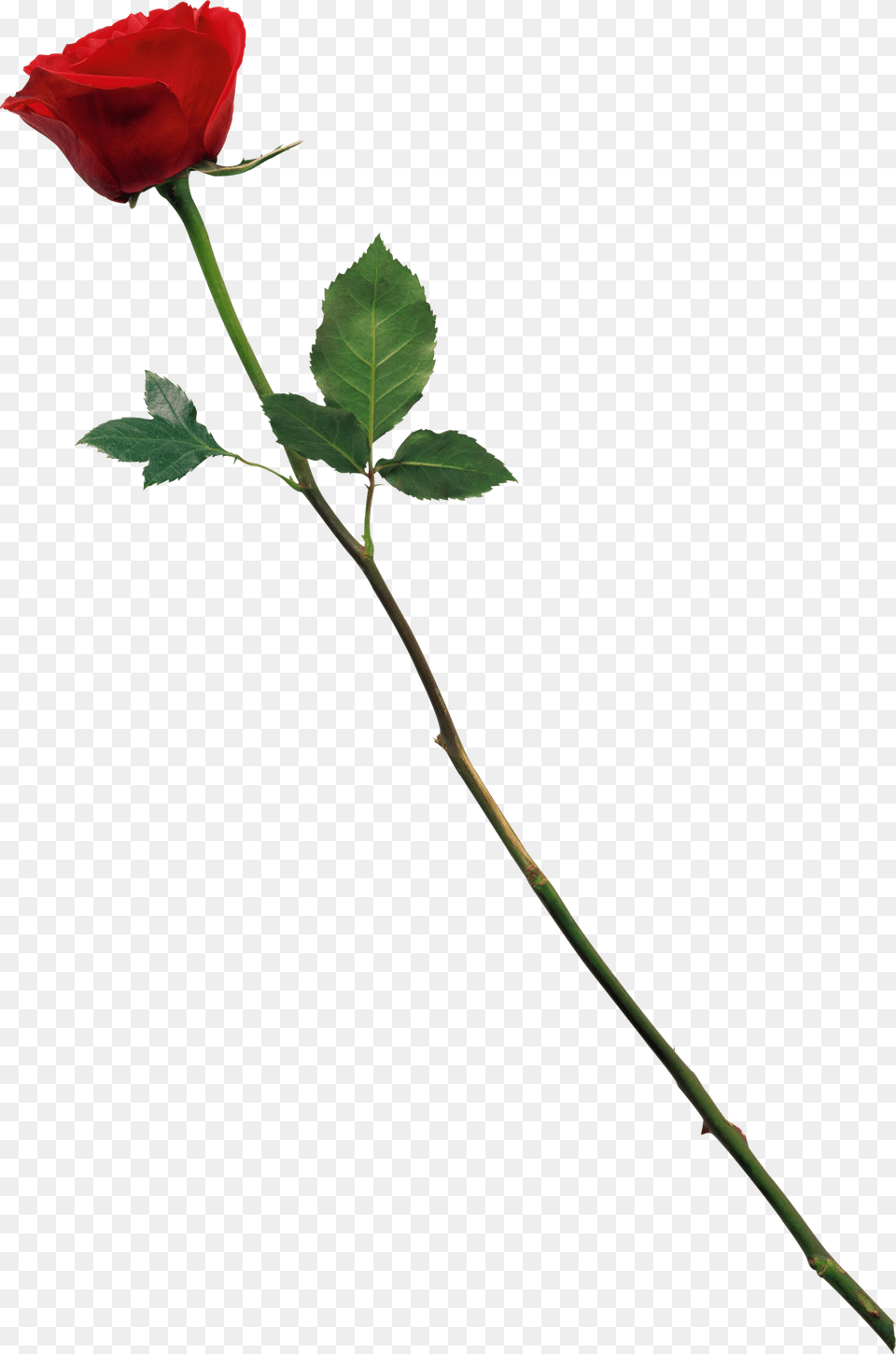 Rose, Flower, Plant Free Transparent Png