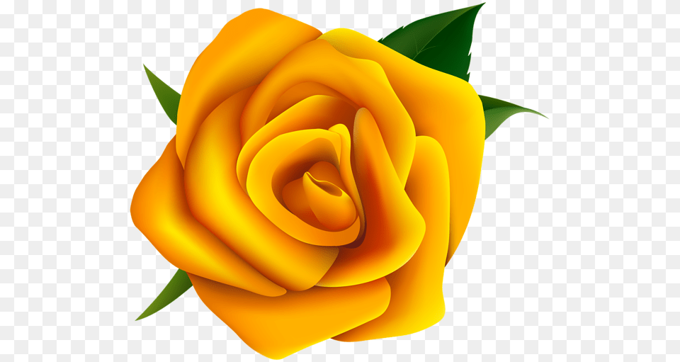 Rose, Flower, Plant, Petal Free Png Download