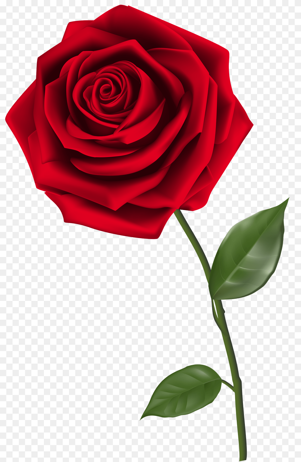 Rose, Flower, Plant Free Png Download