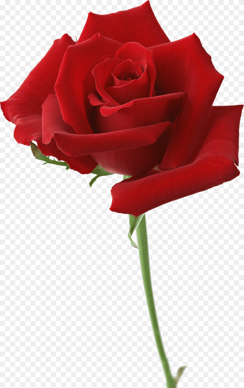 Rose, Flower, Plant Png