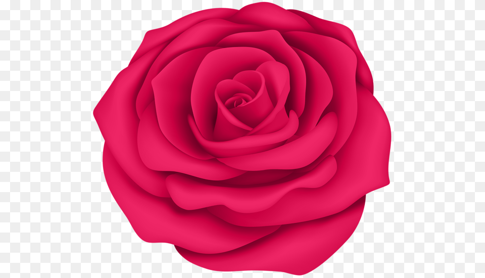 Rose, Flower, Plant, Petal Png Image