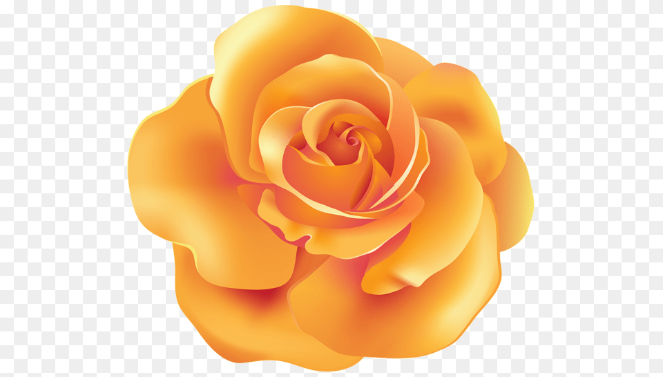 Rose, Flower, Petal, Plant Free Png Download