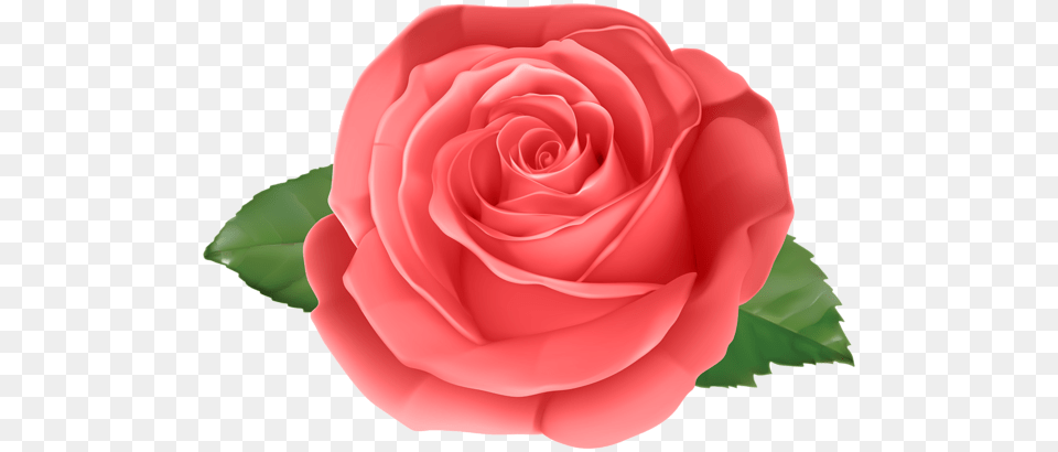 Rose, Flower, Plant, Petal Free Transparent Png