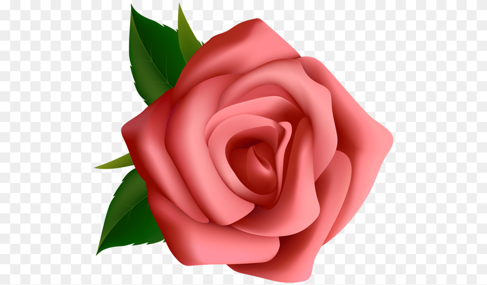 Rose, Flower, Plant, Person, Petal Free Png Download