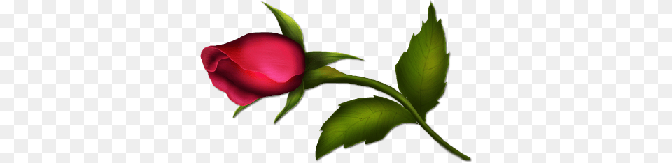 Rose, Flower, Plant, Adult, Female Png Image