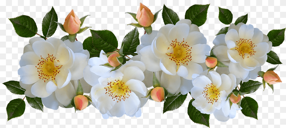 Rose, Anemone, Flower, Petal, Plant Free Png