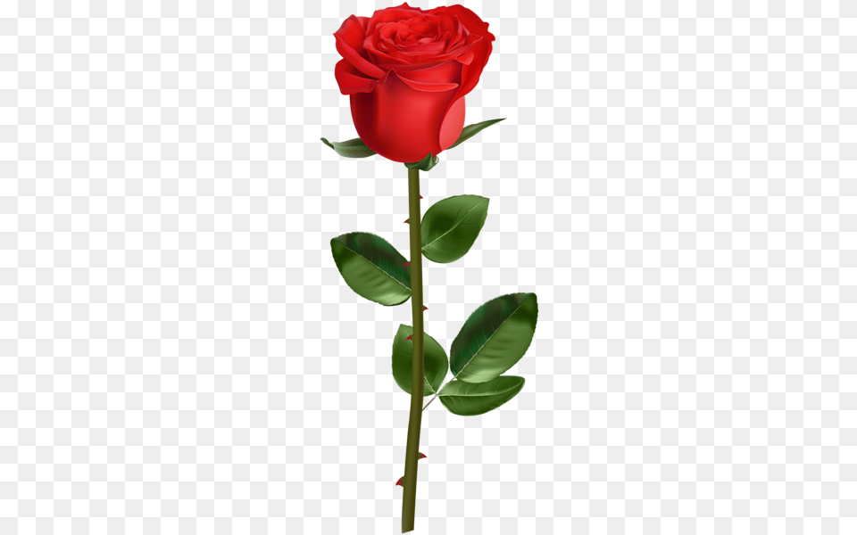 Rose, Flower, Plant Png Image