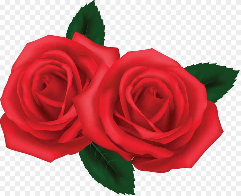 Rose Png