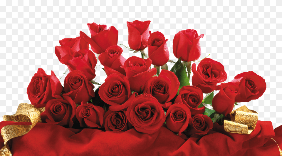 Rose Png Image
