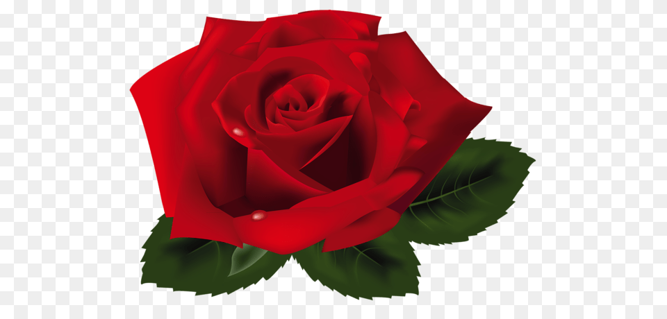 Rose, Flower, Plant Png