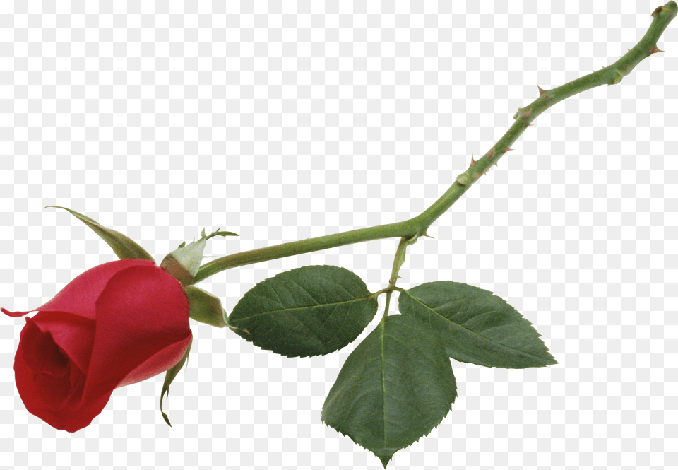 Rose, Flower, Plant, Leaf Png Image