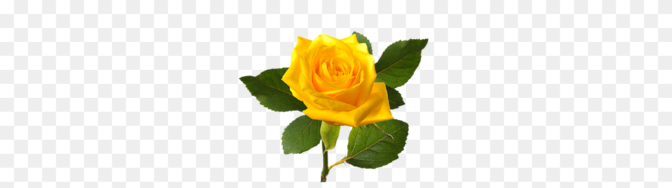 Rose, Flower, Plant, Leaf Png