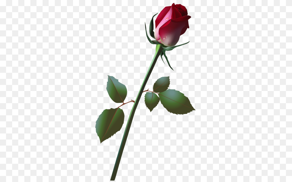 Rose, Flower, Plant, Person Png