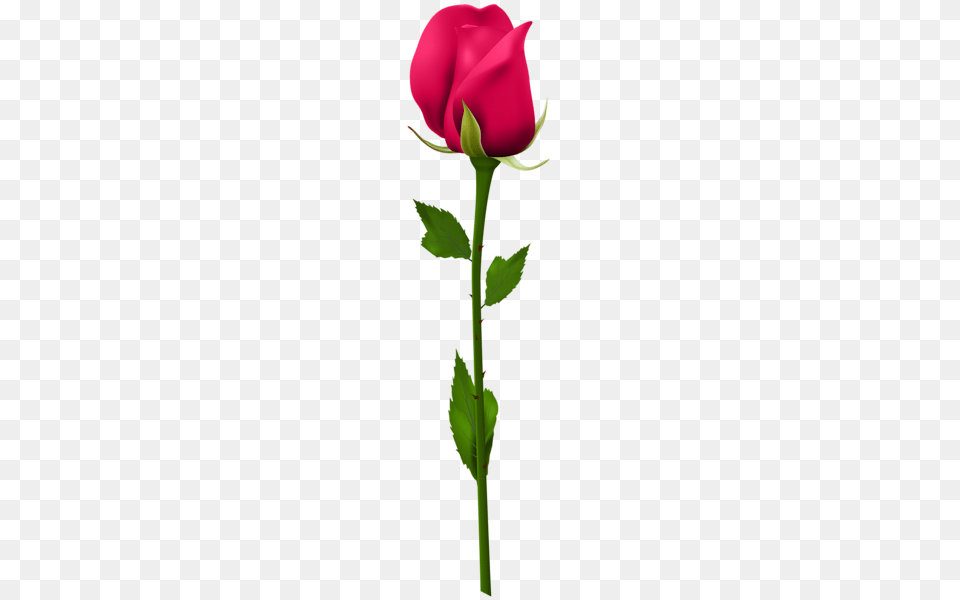 Rose, Flower, Plant Free Png