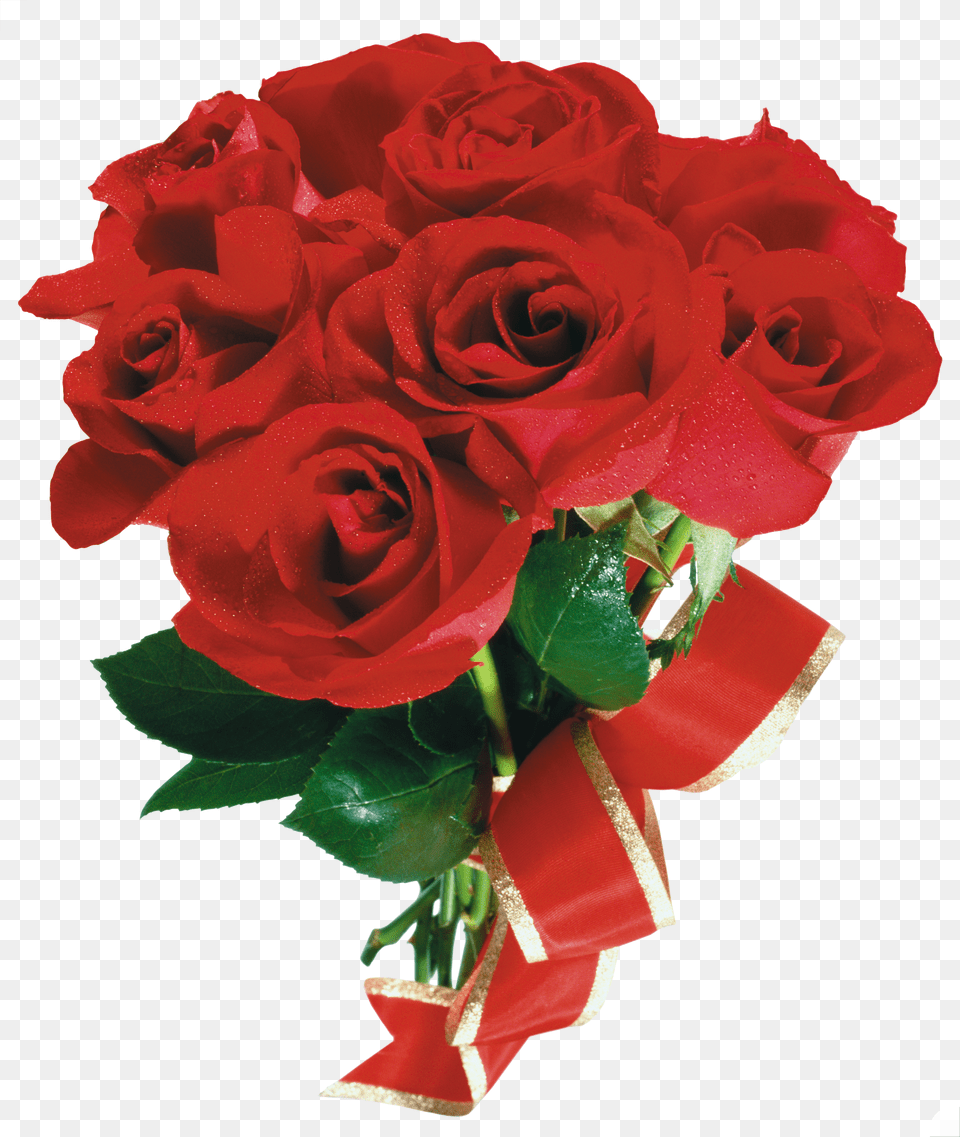 Rose Free Transparent Png