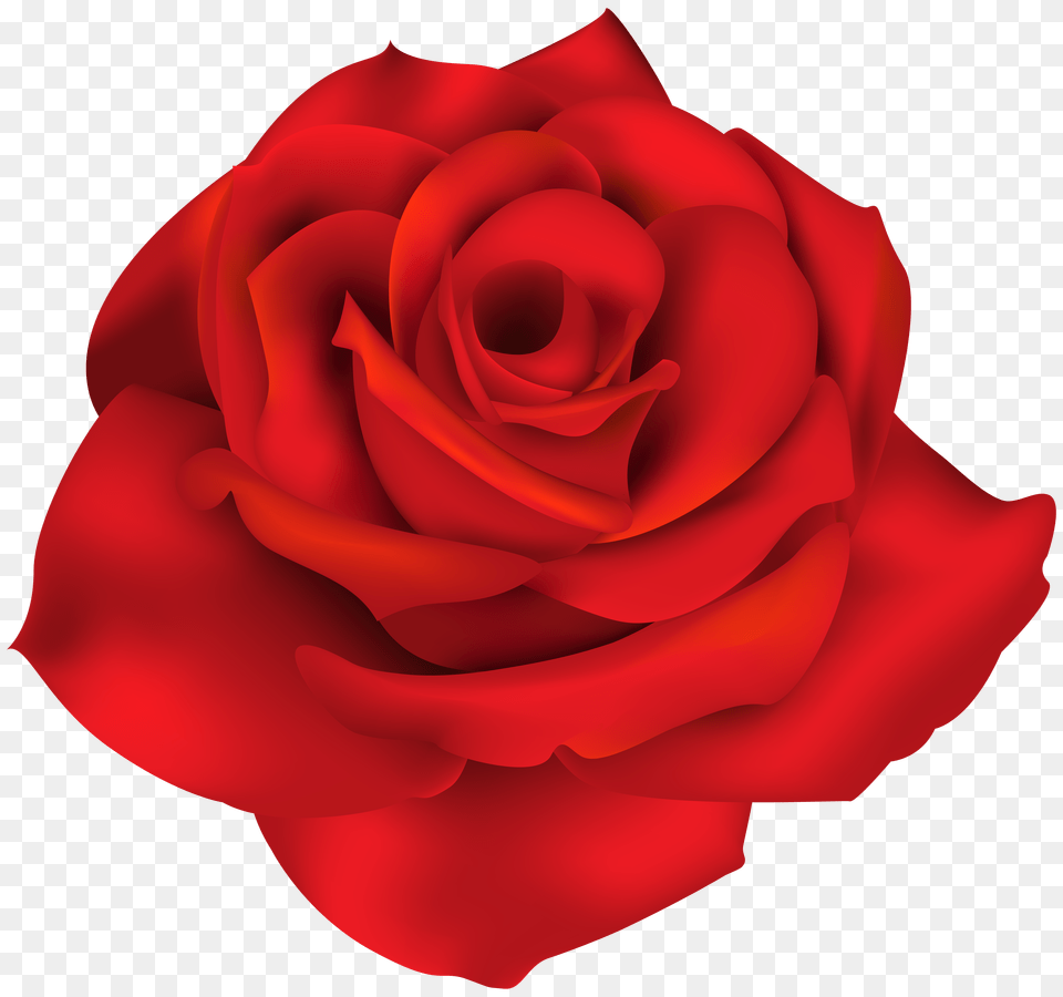 Rose Free Transparent Png