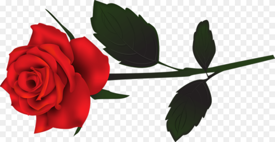 Rose, Flower, Plant, Leaf Free Png