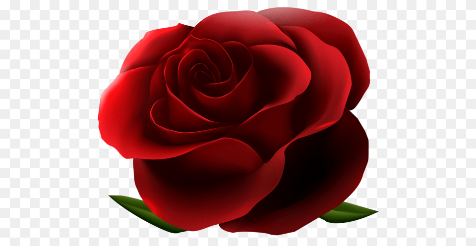 Rose, Flower, Plant Free Png