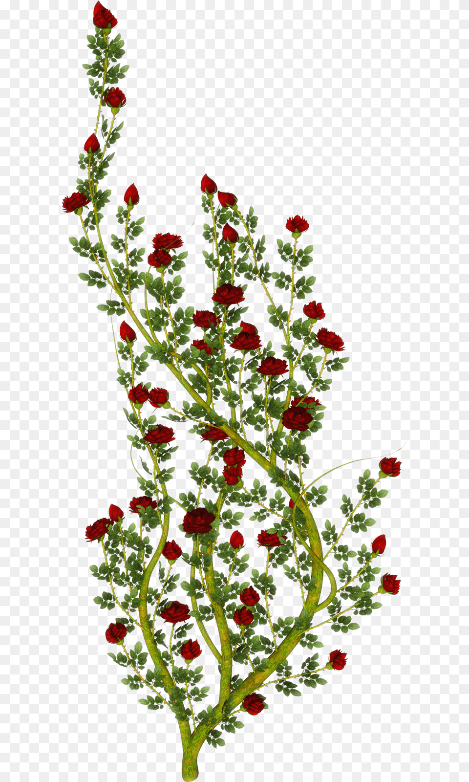 Rose, Flower, Flower Arrangement, Plant, Pattern Free Transparent Png