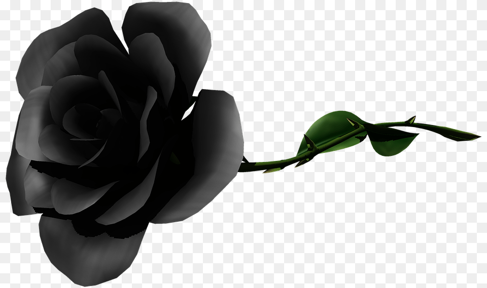 Rose, Flower, Plant, Person Png