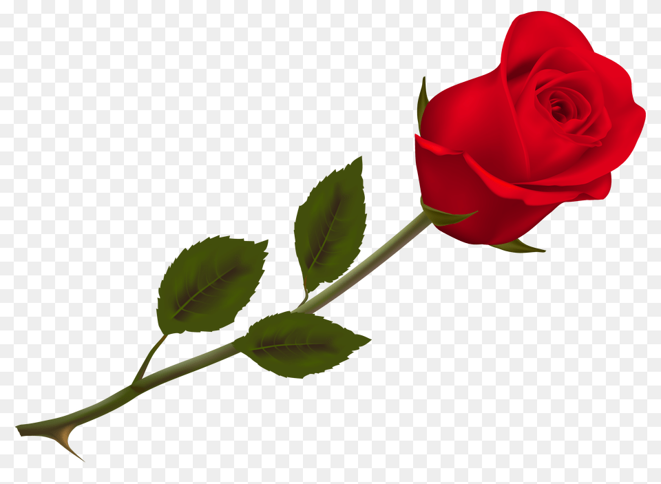 Rose, Flower, Plant Png