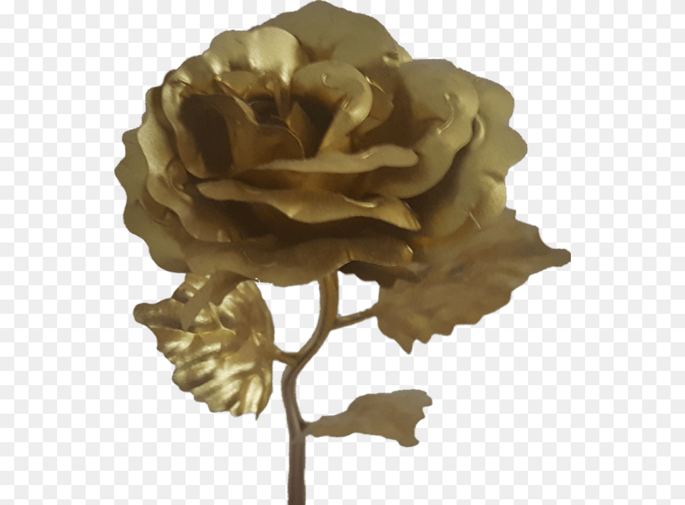 Rose, Flower, Plant, Petal, Carnation Free Transparent Png