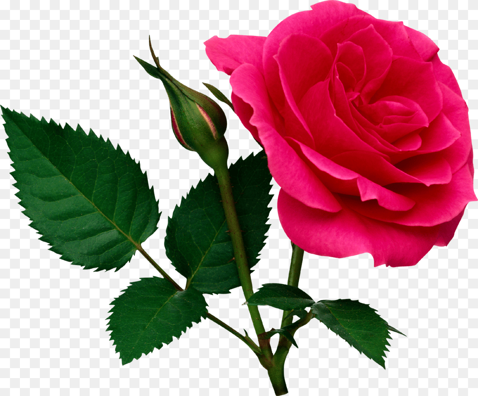 Rose, Flower, Plant, Leaf Free Png