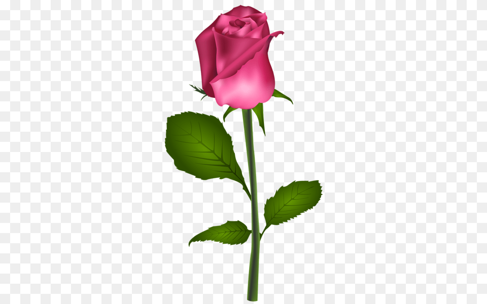 Rose, Flower, Plant Free Transparent Png