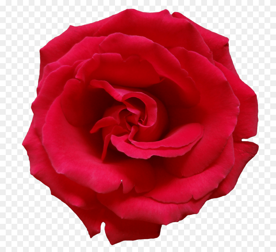 Rose, Flower, Plant Png Image