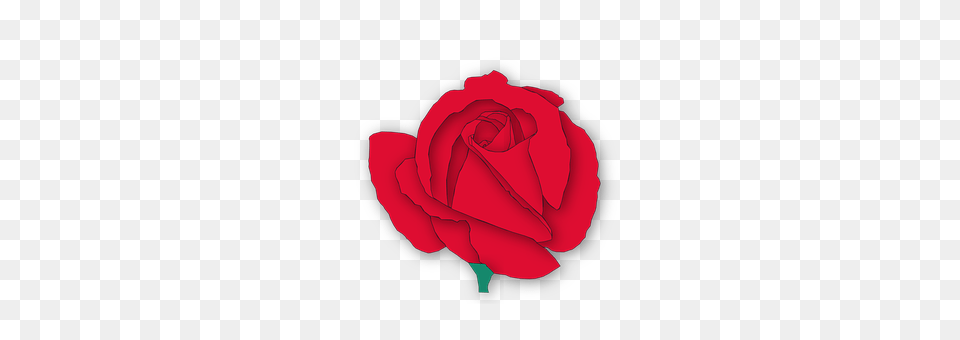 Rose Flower, Plant Png Image
