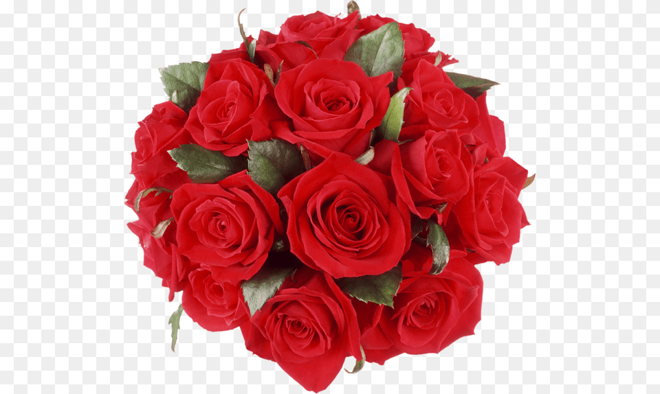 Rose, Flower, Flower Arrangement, Flower Bouquet, Plant Free Transparent Png