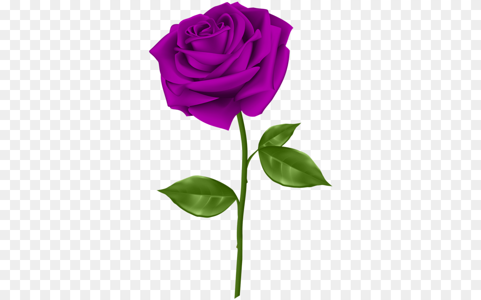 Rose, Flower, Plant Free Png