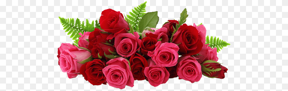 Rose, Flower, Flower Arrangement, Flower Bouquet, Plant Png