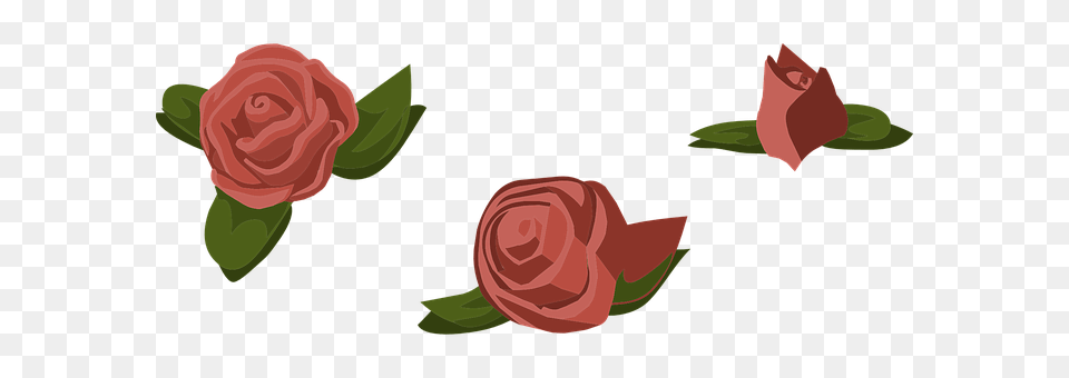 Rose Flower, Plant, Petal Png