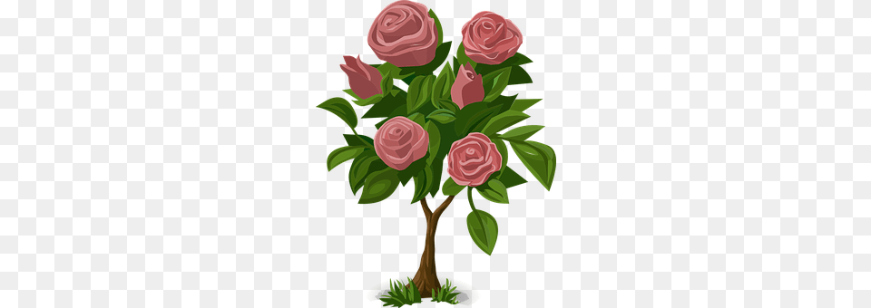 Rose Art, Plant, Pattern, Graphics Png