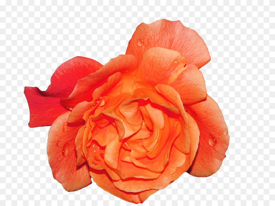 Rose Flower, Petal, Plant Png Image