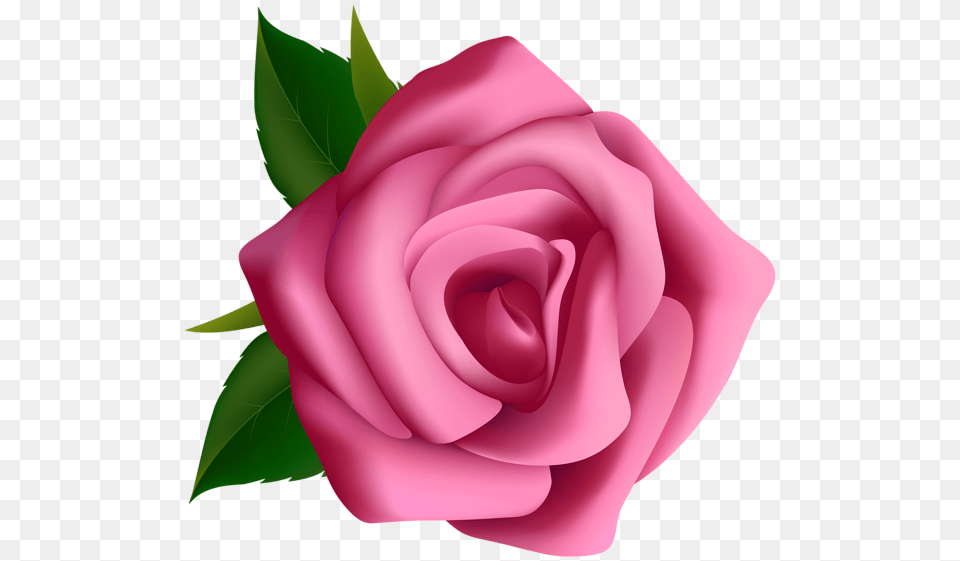 Rose, Flower, Plant, Petal Free Png Download